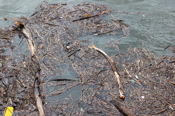 Nach Unwetter: Treibholz im Wasser