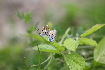 Hauhechel-Bläuling (Polyommatus icarus)