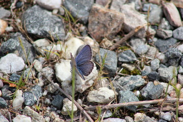 Schwebfliege sitzt auf einem Finger