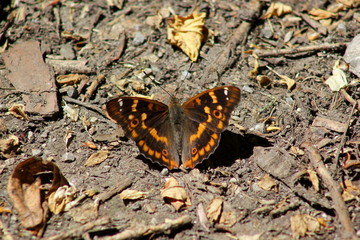 Großer Schillerfalter: Schmetterling sitzt am Boden