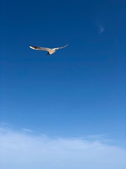 A seagull flying under a clear blue sky