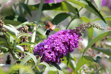 Taubenschwänzchen auf Blüte von einem Sommerflieder