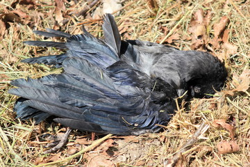 Fototapeta premium Kadaver eines Vogels