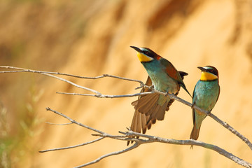 European bee-eater pair practicing on a branch