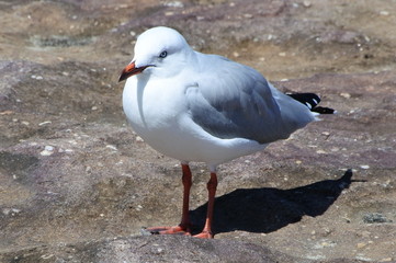 seagull on beach