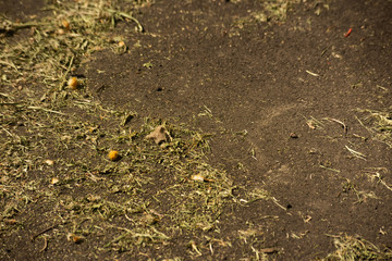 Pieces of poorly trimmed grass on asphalt