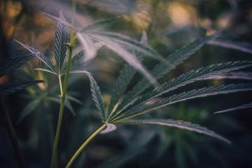 beautiful background with the image of leaves and branches of marijuana or hemp, which is used for medical purposes