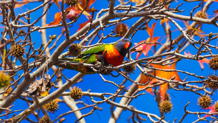 Rainbow Lorikeet