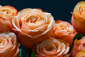 pink peach roses close up on a dark background floral background