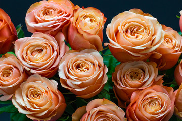 pink peach roses close up on a dark background floral background