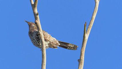 Australian Native Bird