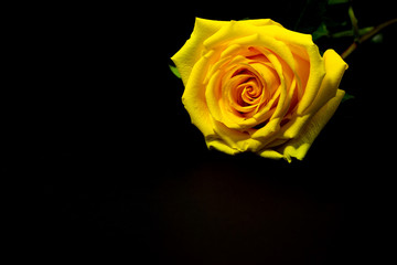 fresh yellow rose close up on dark background floral background