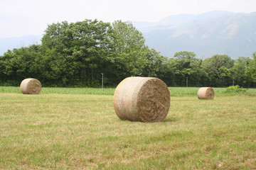 Golden hay bales on a meadow in summer. Agricultural field in the Northern Italy