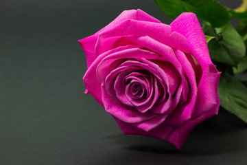 fresh pink rose close up on dark background floral background