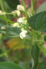 Fototapeta na wymiar French bean plant with pale yellow flowers. French bean plant in bloom in the vegetable garden 