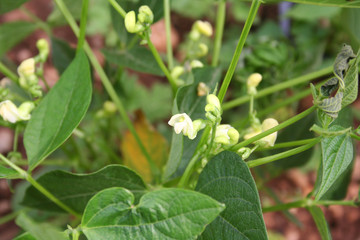 French bean plant with pale yellow flowers. French bean plant in bloom in the vegetable garden 