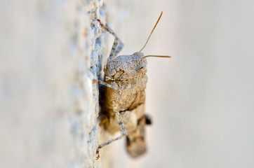 Oedipoda is the type genus of grasshoppers, in the subfamily Oedipodinae, Greece