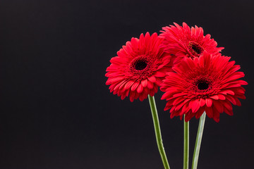 fresh red gerbera closeup on dark background floral background