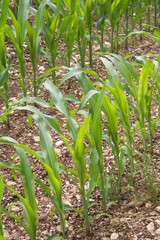 Green corn plants growing in the field on a sunny day. Agricultural field in summer