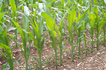 Green corn plants growing in the field on a sunny day. Agricultural field in summer