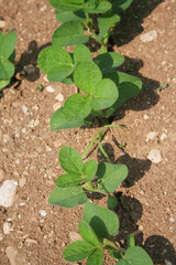 Green soybean plants in a row growing in the field . Agricultural field in summer on a sunny day