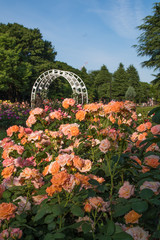 Bed of roses in orange blooming in Yoyogi Park Tokyo