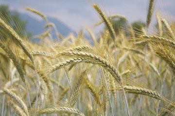 Green wheat ears in the field on sunny day. Wheat field in summer