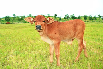 cows on pasture