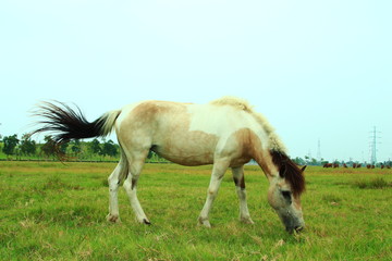 Obraz na płótnie Canvas horse in a field
