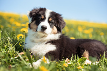 Australian Shepherd Welpe liegt in der Sonne auf einer Löwenzahnwiese