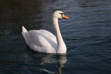 animal cygne