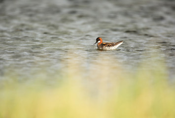  red-necked phalarope on arctic lake in Vadso city