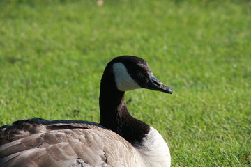 Canadian Goose Closeup