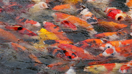 KOI fish ponds in Dung Tan Town Song Cong Thai Nguyen Vietnam