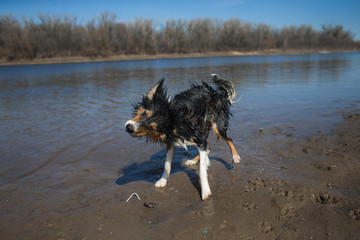 border collie and australian shepherd dog