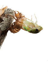 Cicada metamorphosis (lat. Cicadidae). This is the final molt of the cicada nymph as it emerges from the ground and turns into an adult insect. Isolated on white background. A series of 22 frames, 8