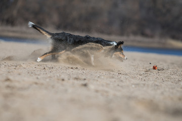 border collie dog frisbee