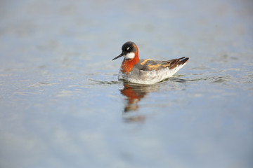  red-necked phalarope on lake