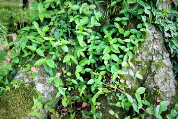 木　ツタ　根元