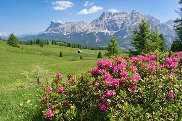 Wild flowers beautifuly blooming in mountain pasture -  Dolomites Italy. Rhododendron ferrugineum  - Alpenrose