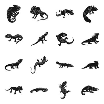 Vector design of zoo and environment symbol. Set of zoo and reptile stock symbol for web.