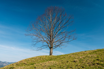 lonely tree on a hill in Trub, Emmental