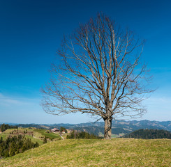 lonely tree on a hill with a farm in Trub, Emmental
