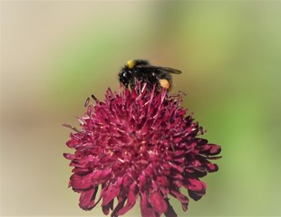 Hummel im Garten
