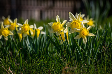 Obraz premium Osterglocken in blossom