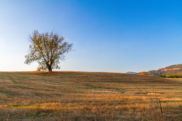 Obraz premium plowed field with tree