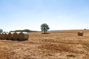 Bales of hay after harvest in italy