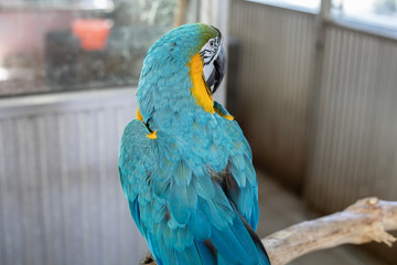 Macaw parrots that are staring.