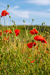 Poppies in the Sussex countryside next to farmland, on a sunny summers day