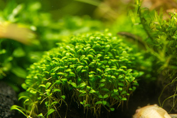 Close up of Glossostigma elatinoides the most beautiful aquatic plants for foreground